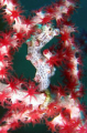   know everyone has photos Pygmy Seahorses but like this one. Taken Canon IXUS 800IS housing internal strobe. had get focus edge fan then judge distance seahorse hope. one strobe hope  